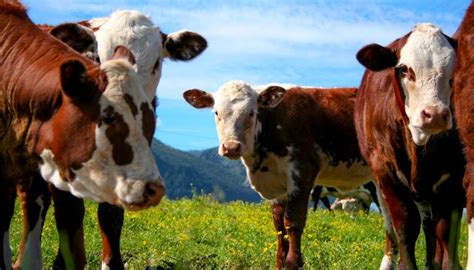 Herd of cows da 12.000 secondi a 29.97 fps. New trial could lead to breeding of low methane-emitting ...