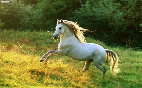10 Latest Pictures Of White Horses Running Full Hd 1920×1080 For Pc