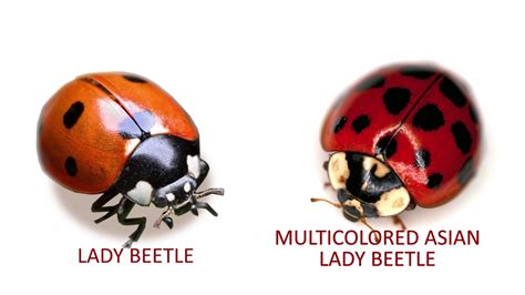 learn more about multicolored asian lady beetles with ron schara youtube
