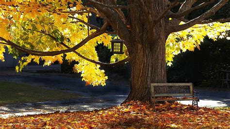 1170x2532px Free Download Hd Wallpaper Tree Bench Autumn Leaves