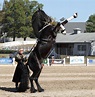 The Magical World of Dancing Horses - Horses in Training | Horses ...