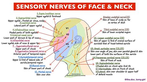 Facial Nerve Anatomy Netter