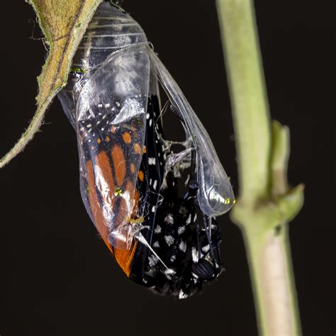 Monarch Butterfly Emerging From Chrysalis North Dakota Game And Fish