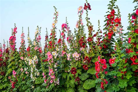 How To Grow And Care For Hollyhocks Gardeners Path 2022