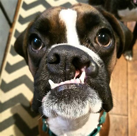 Boxer Dog Funny Face Momments Follow Us To See More Boxer Dogs
