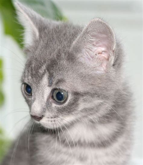 Pictures Of Gray Tabby Kittens Selective Focus Photography Of Sittng