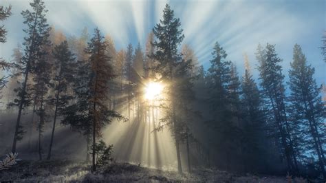 Download Wallpaper Sun Rays Through Forest Trees 2560x1440