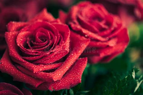 Beautiful Red Rose Macro Shot Close Up Valentines Day Stock Photo