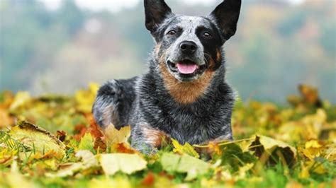Australia's best dividend stocks summed up. 9 Hearty Facts About Australian Cattle Dogs | Mental Floss