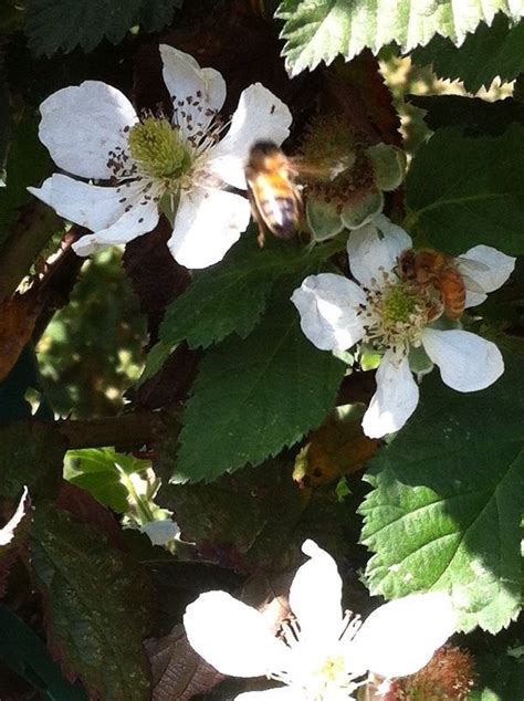 Phacelia (phacelia tanacetifolia) predatory insects just love this plant. Bees love berry blossoms | Bee supplies, Blossom, Flowers