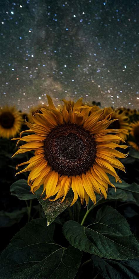 We have an extensive collection of amazing background images carefully chosen by our community. Sunflower (With images) | Sunflower wallpaper, Beautiful ...