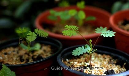 Mimosa is planted preferably in spring or in fall in a sunny spot and a mimosa grown in pots isn't as hardy to the cold and must be brought indoors for shelter in a cool. Sensitive Plant - Mimosa pudica - Care Tips, Picture