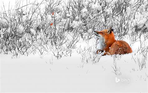 Snow Fox Bing Wallpaper Preview