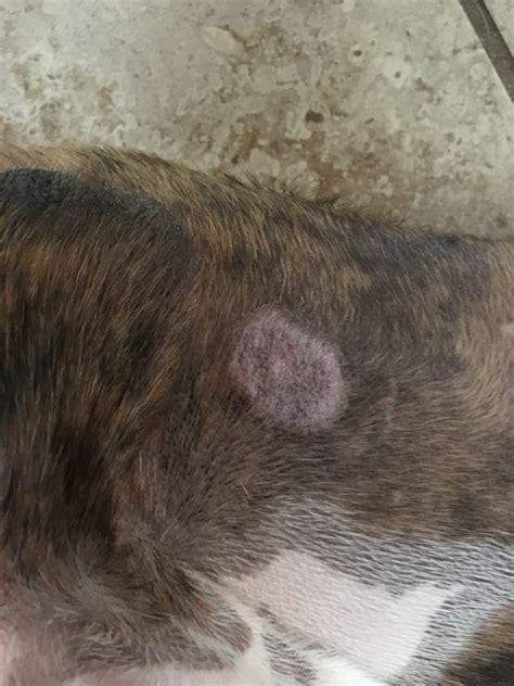 Yes, Your Pets Can Get Ringworm! | The Furshire