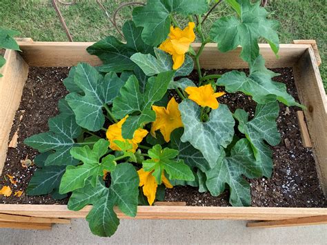 How To Grow Acorn Squash In Containers Okra In My Garden