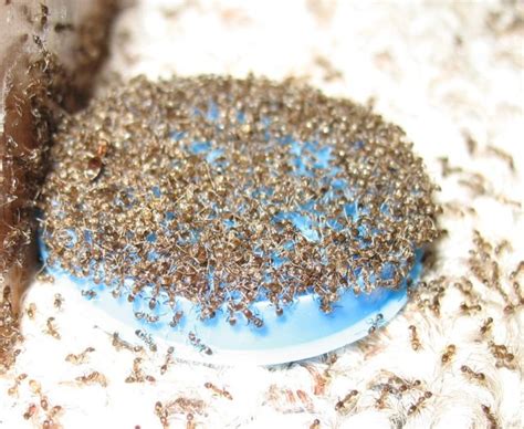 Some products for carpenter ant control that are available in stores contain boric acid, an odorless, nonstaining powder that kills ants and other pests. Homemade Ant Killer - 101 Gardening