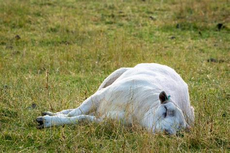 How To Prevent And Treat Life Threatening Bloat In Sheep
