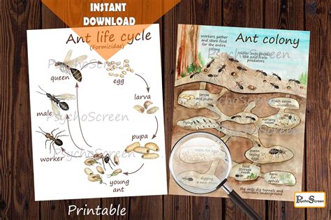 Ant Colony Unit Study Mini Printable Ants Bundle Poster Etsy Ant