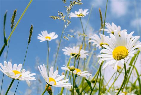 What Are The Different Types Of Daisies With Pictures