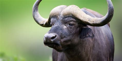 There are occurrences where a bull might be considered an ox. Daily Chinese Horoscope for Ox | Free chinese Horoscope ...