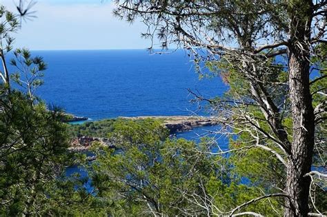 qué es el clima templado mediterrÁneo características flora y fauna