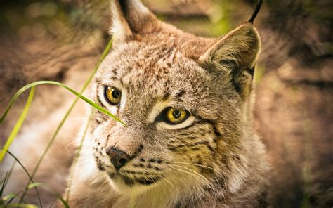 Animal Lynx Hd Wallpaper