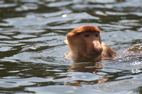 Swimming Proboscis Monkey Again Rob Knell Flickr