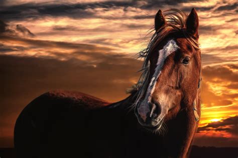 Close Up Of Horse By Chris Frank