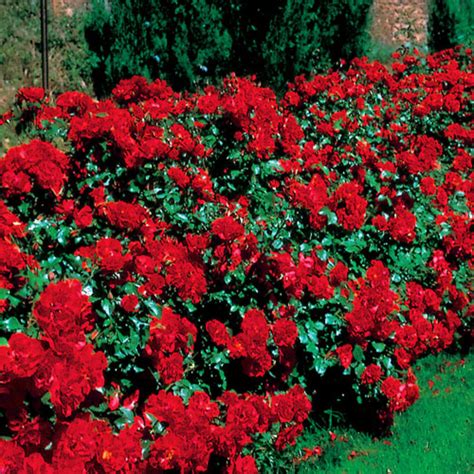 La Sevillana Bush Rose Hello Hello Plants And Garden Supplies