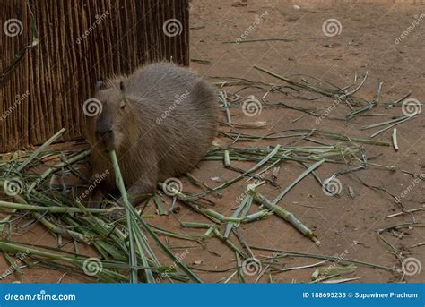 Capipara is the Largest Rat in the World,Kapipara is the Largest Rat in