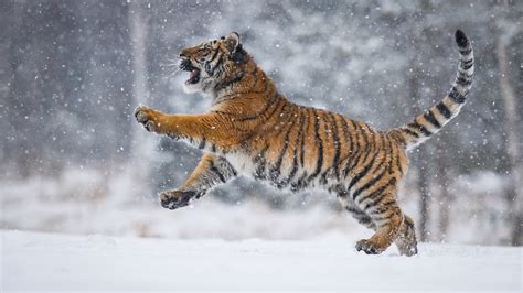 Tiger Is Playing On Snow Field With Snow Background HD Animals ...