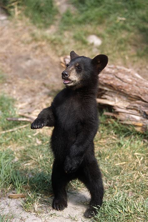 black bear cub pictures randa carolyne