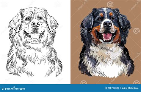 Vector Hand Drawing Bernese Mountain Dog Monochrome And Color Stock