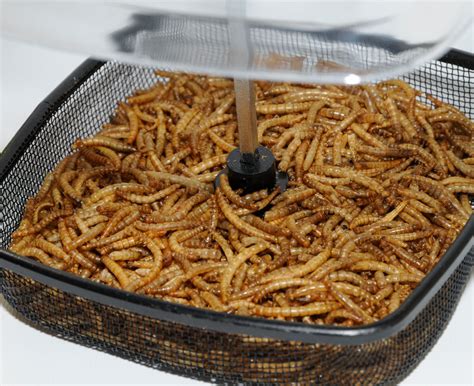 Let's say you have given in to the temptation of raising mealworms at home. Dried Mealworms For Birds : Twootz.com