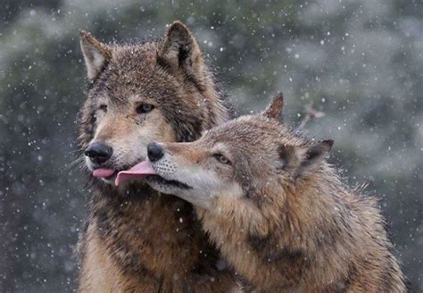 Wolves Male Wolves Are Extremely Caring And Gentle With Their Female