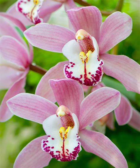Types Of Orchids 10 Stunning Varieties For Your Home