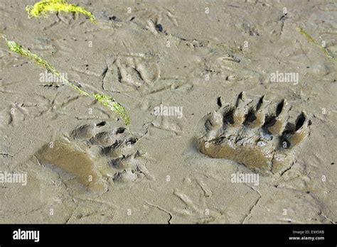 grizzly bear tracks paw prints
