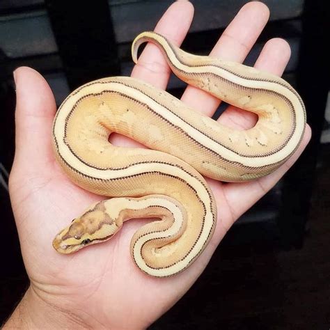 Pin By Jamee Untiedt On ᔕᑎᗩkᗴᔕ Ball Python Morphs Baby