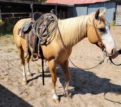 Sun Frost Bred Ranch Horse Price Reduced
