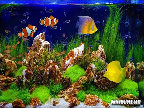 Siapa yang tidak tergiur dengan pesona contoh aquarium ikan hias air laut yang berbentuk rumah mini? Gambar Ikan Di Dalam Akuarium - Gambar Ikan HD