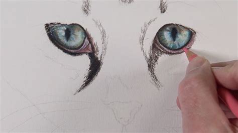 How To Draw Cat Eyes With Colored Pencils Cat Drawing Cat Eyes