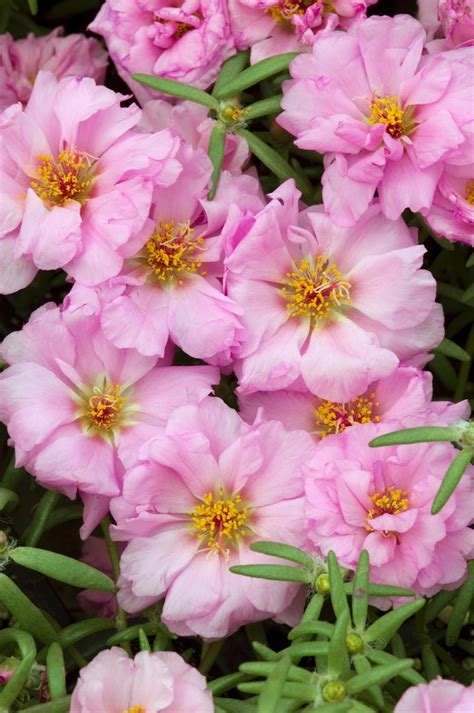 Portulaca Grandiflora Sundial Pink Moss Rose Garden Center Marketing