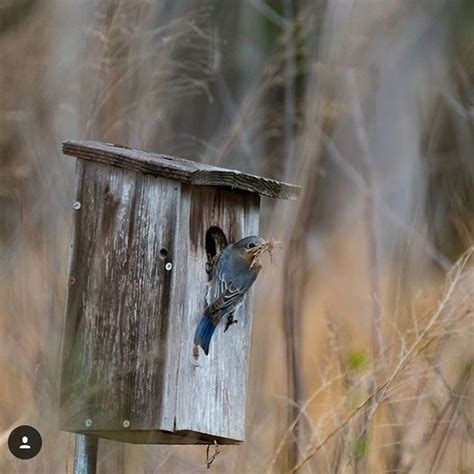 North Carolina Birding Trail On Instagram Have You Seen Any Eastern