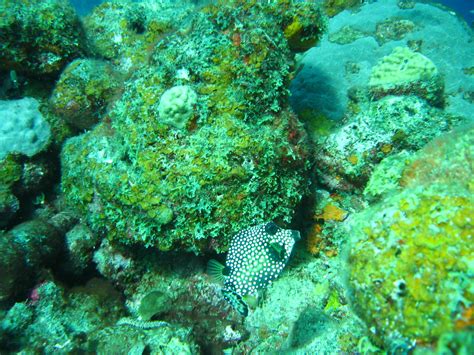 Coral Reef St Lucia Soufriere Area St Lucia Photo By