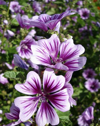 De meeste geraniums hebben ze een paarse, blauwe of roze bloeikleur. Langbloeiers: de mooiste langbloeiende planten | vtwonen