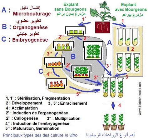 Cultures In Vitro Microbouturage Organogenèse Embryogenèse