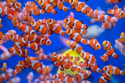 Top 17 Clown Fish Facts Diet Habitat Types And More