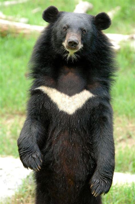 Asiatic Black Bear At Chiang Mai Night Safari Sponsored Affiliate