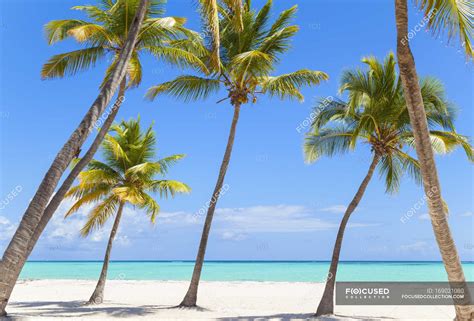 Leaning Palm Trees On Beach Dominican Republic The Caribbean — Blue