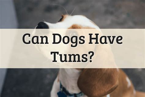 What You Need To Know About Giving Your Dog Tums 2022